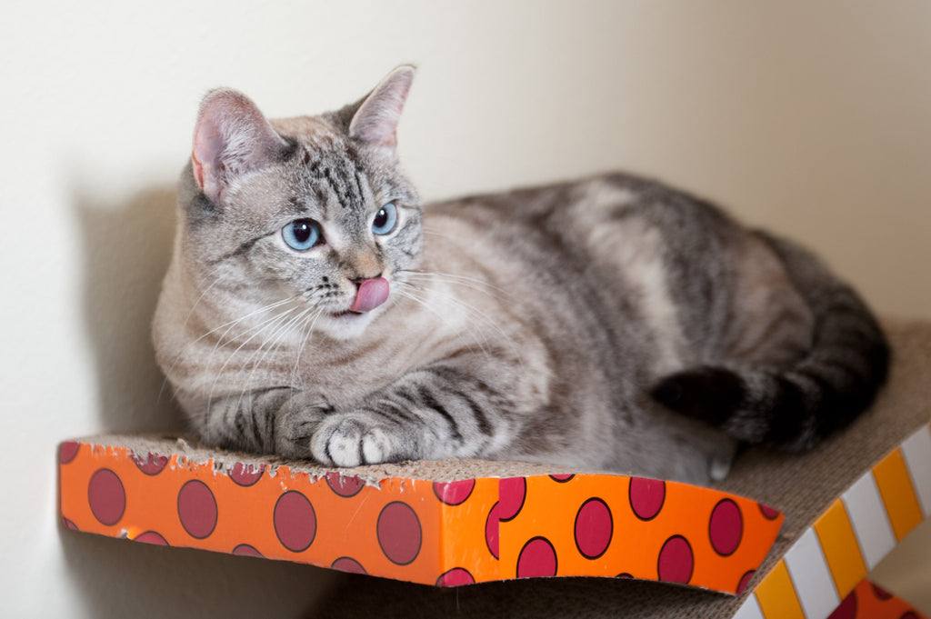 Feeding an Indoor Cat: Important Things You Need to Know