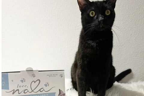 air dried cat food