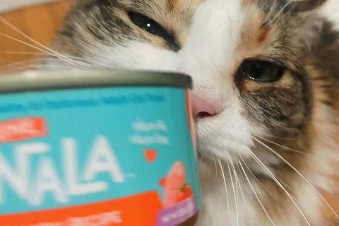 best vegetables for cats