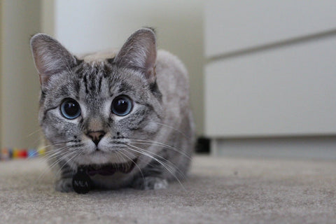 Meet Nala
