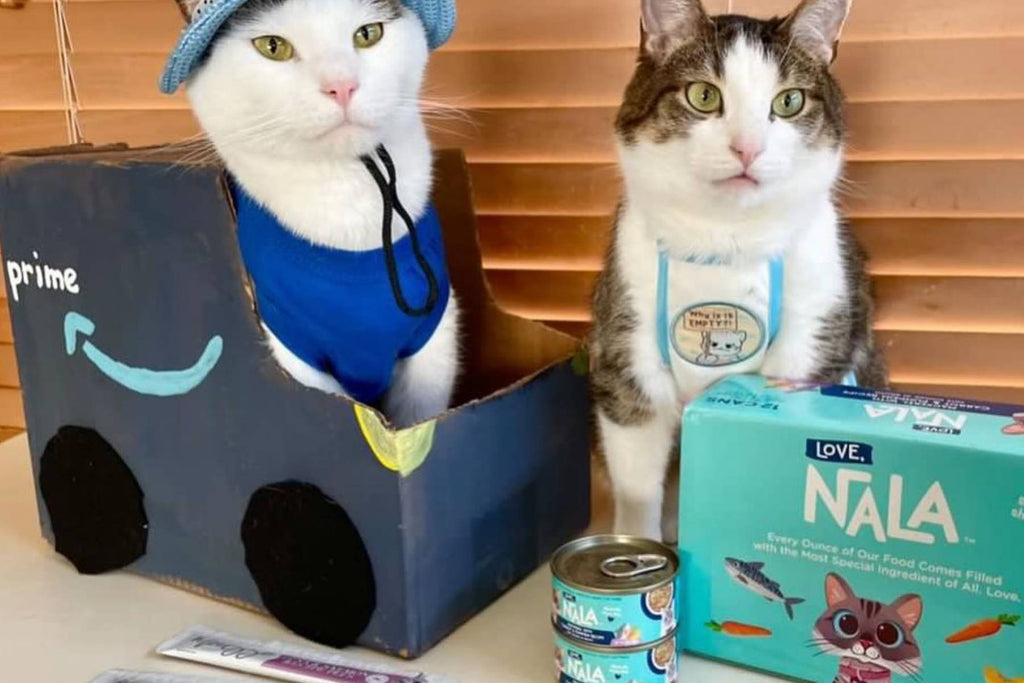 raw cat food