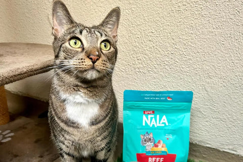 healthy cat food
