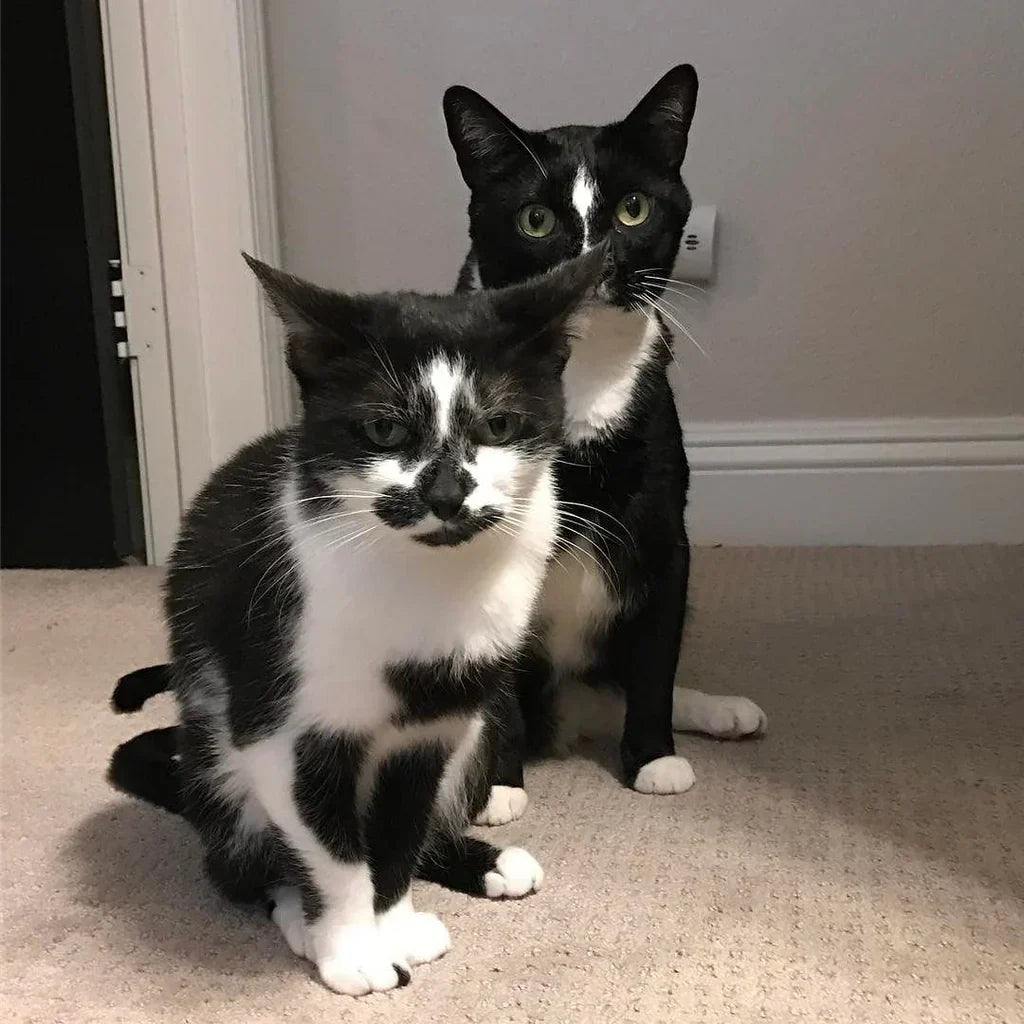 Signs of Aging and Cognitive Decline in Cats