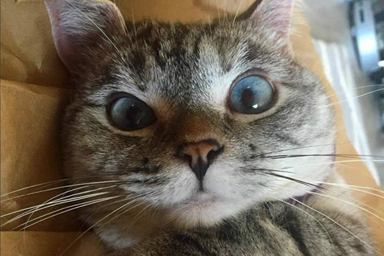 How to Help During Kitten Season