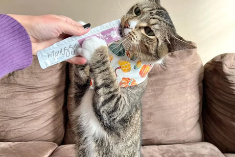 sweet potato cat food