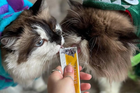 balanced cat diet