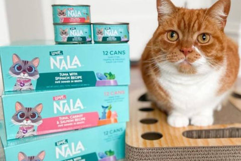 cat nutrition
