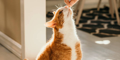 grain free cat food