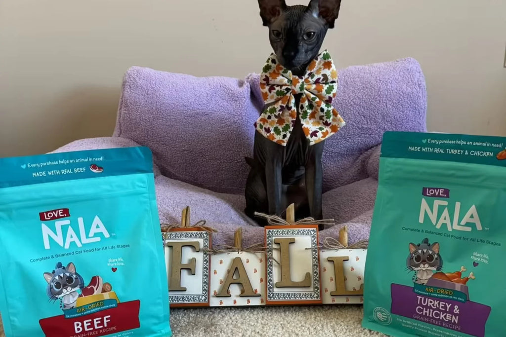 Transitioning Your Feline to Healthier Wet Cat Food: Tips & Tricks