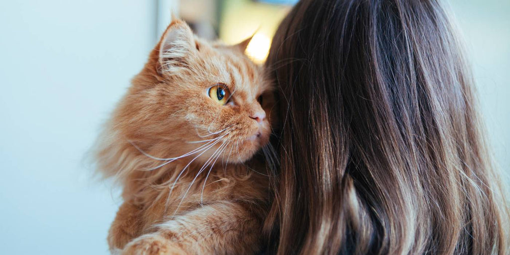 Transitioning Your Cat to a New Diet: Best Practices and Tips