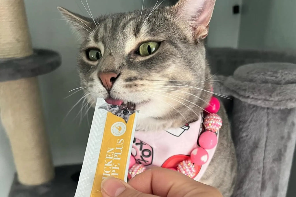 high protein cat food