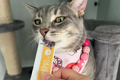 high protein cat food