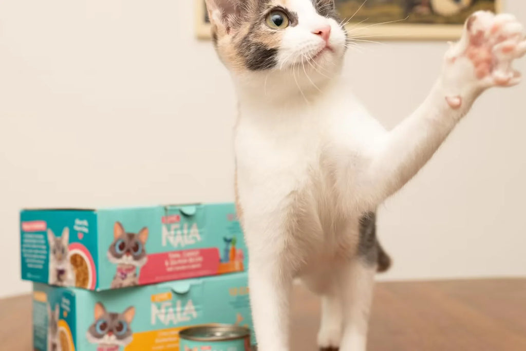 5 Reasons Why Pumpkin Is a Kitty Superfood