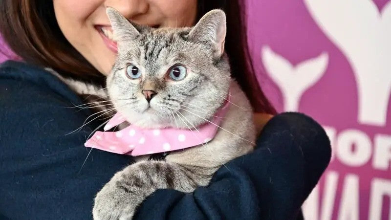The Importance of Spaying or Neutering Your Pet