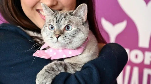 The Importance of Spaying or Neutering Your Pet