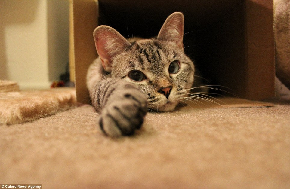 How to Teach your Cat to High Five