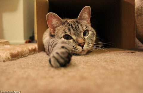 How to Teach your Cat to High Five