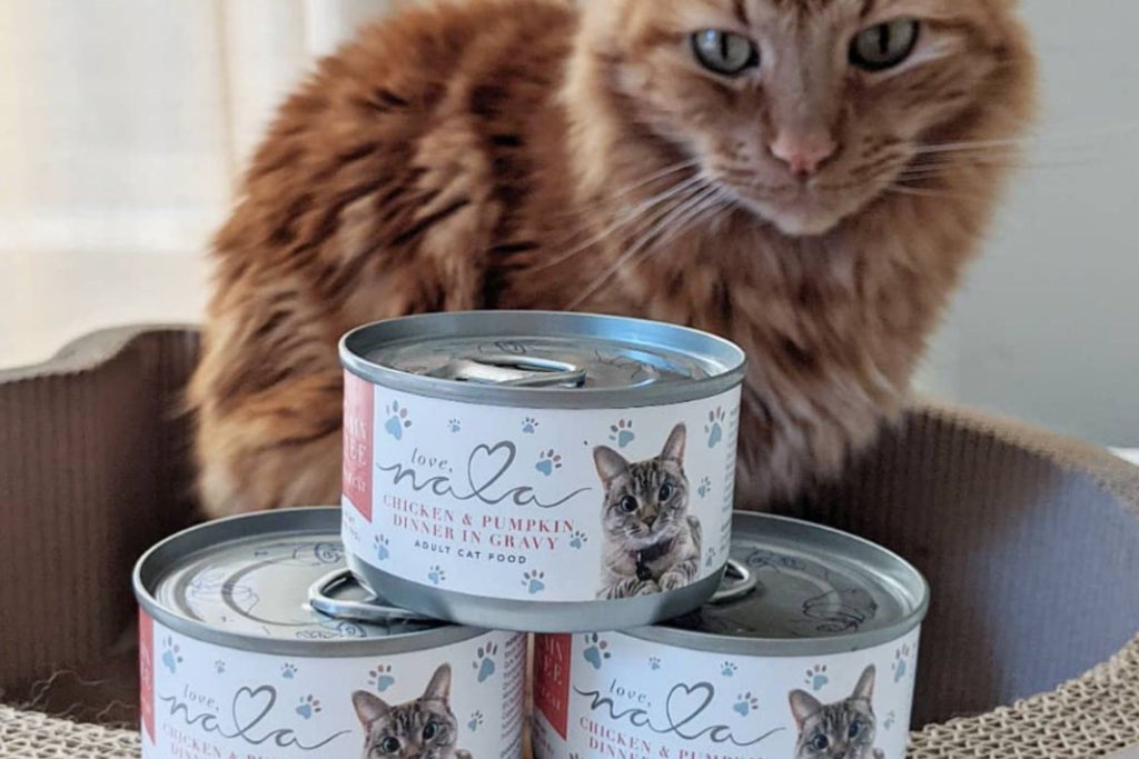 benefits of pumpkin for cats