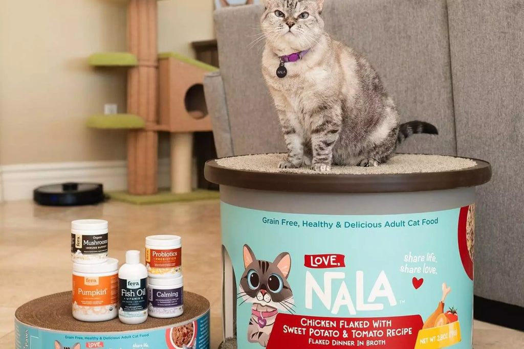 best cat dieting