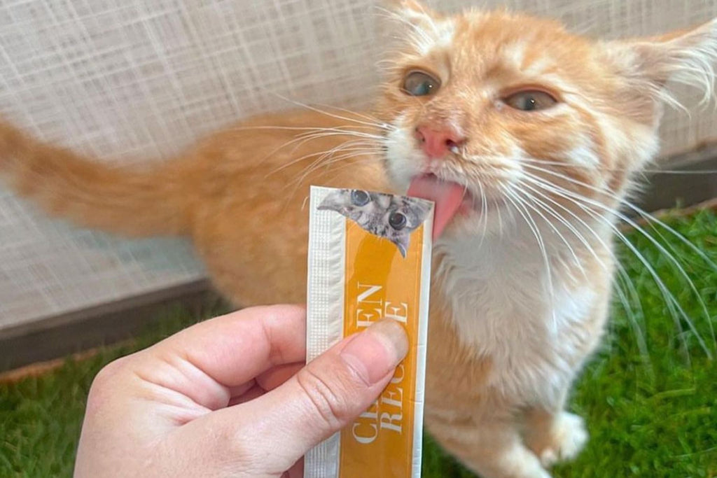 best cat food