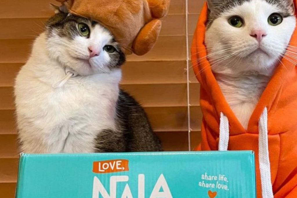 best cat food