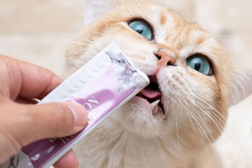 best salmon cat food