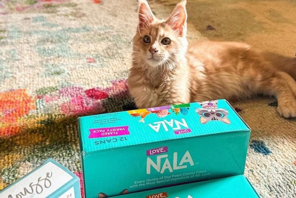 canned chicken for cats