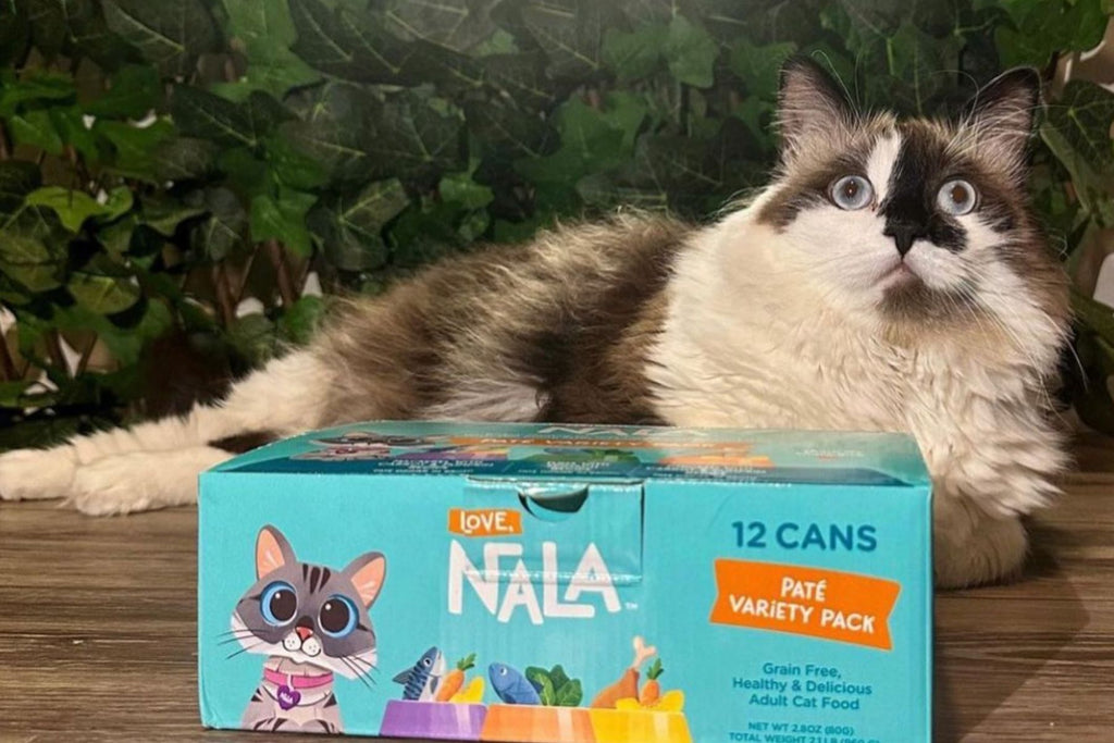 canned pumpkin for cats