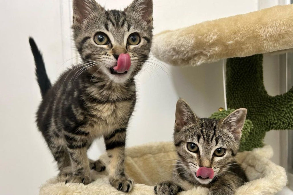 canned tuna cat food