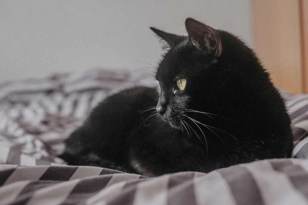 Facts about Black Cats