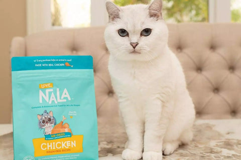 cat diet