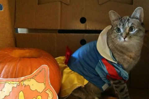cat food pumpkin