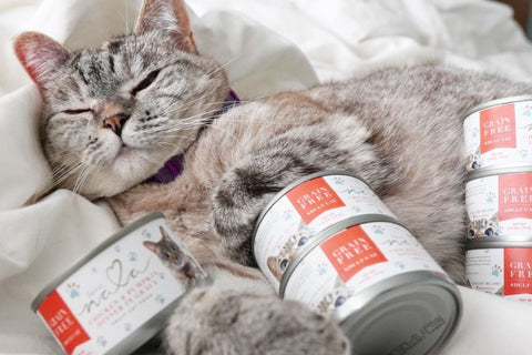 cat food with pumpkin