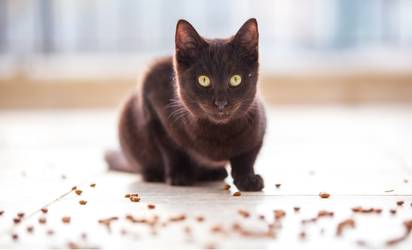 best cat food for indoor cats