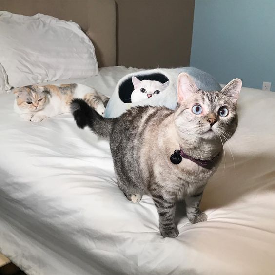 How Cats Improve Your Mental Health