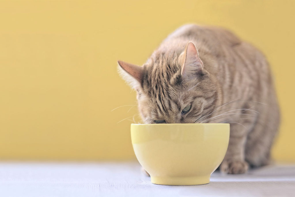 chicken for cats