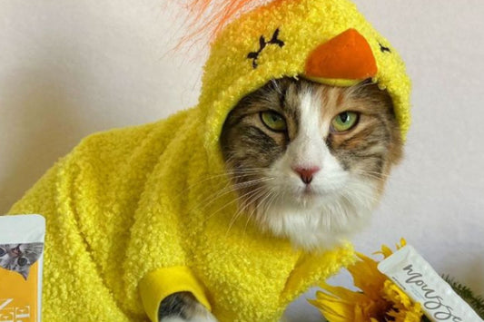 chicken for cats