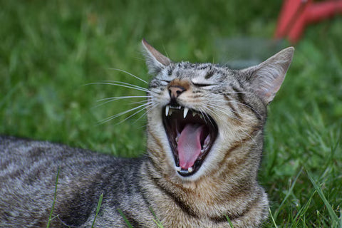 Why Do Cats Hiss