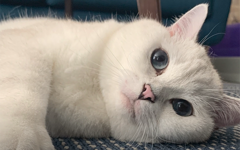 The Importance of Annual Vet Visits