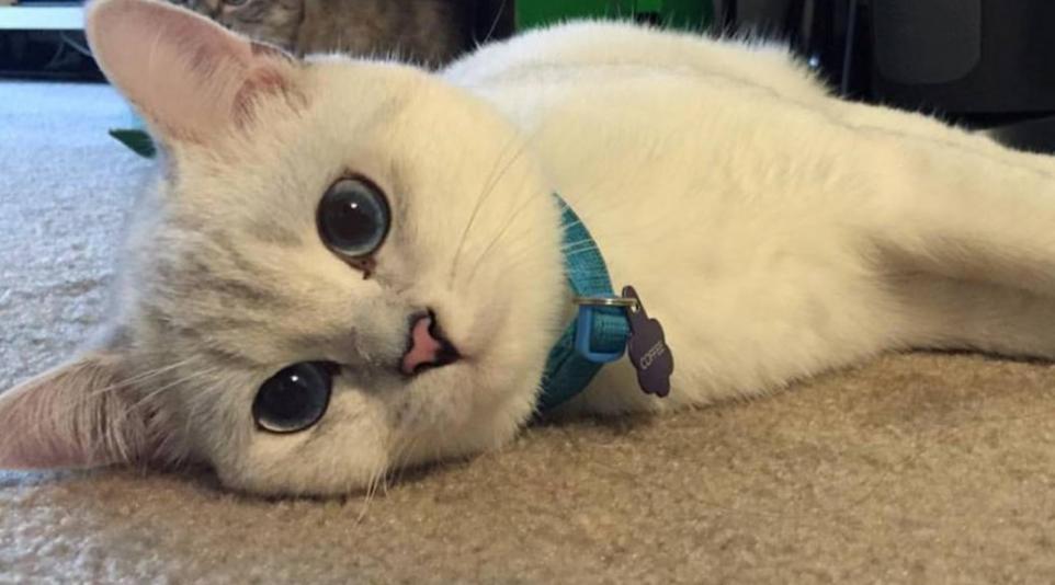 Picking the Right Water Bowl for Your Cat