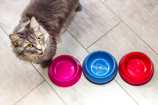 best diets for cats