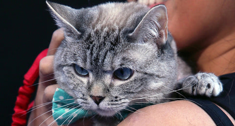 What to Do with Your Cat When You Travel