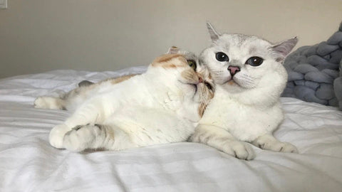 How to Bond with Your Cat