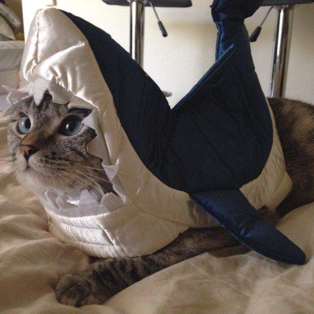 Halloween Safety