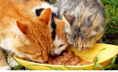 nutrition for cats