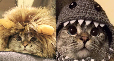 Cats and Their Impact on the Earth