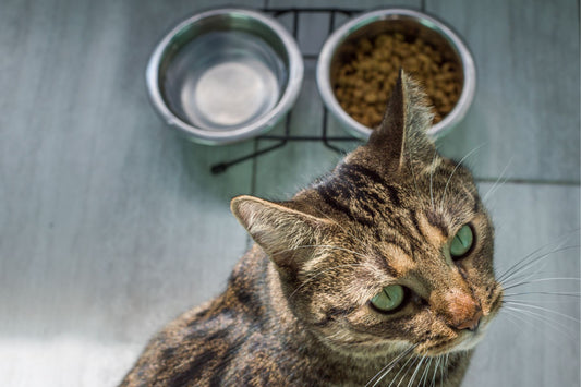 natural grain-free cat food