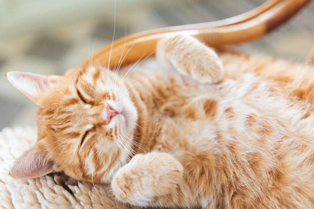 healthiest wet cat food