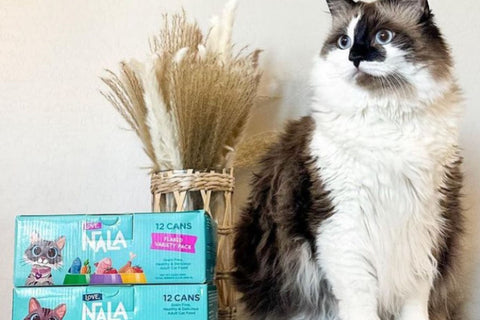 healthiest wet cat food