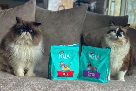 healthy foods for cats